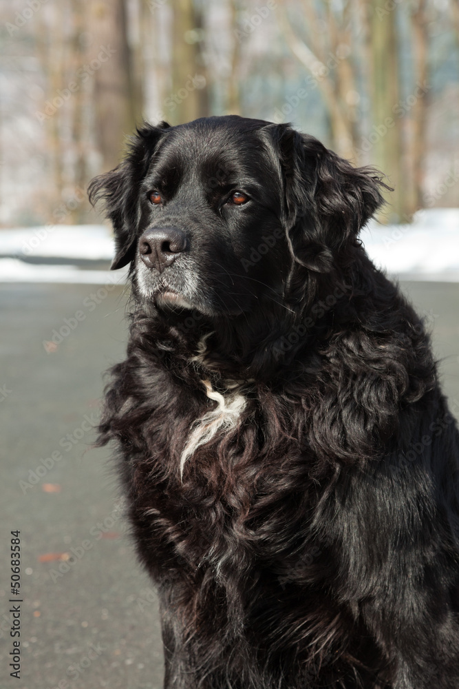 Mixed breed black dog in the snow. Labrador and Berner Sennen.