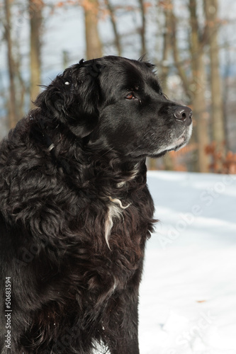 Mixed breed black dog in the snow. Labrador and Berner Sennen.