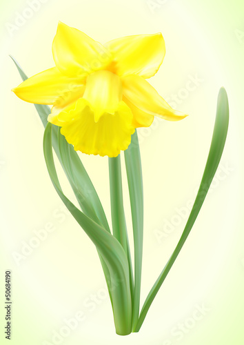 Vector narcissus flower