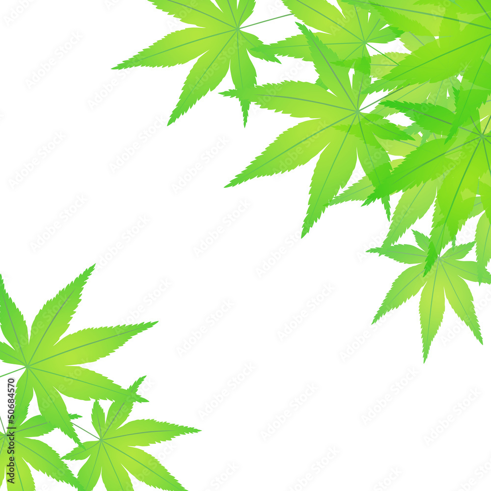 Summer maple leaves Summer maple leaves