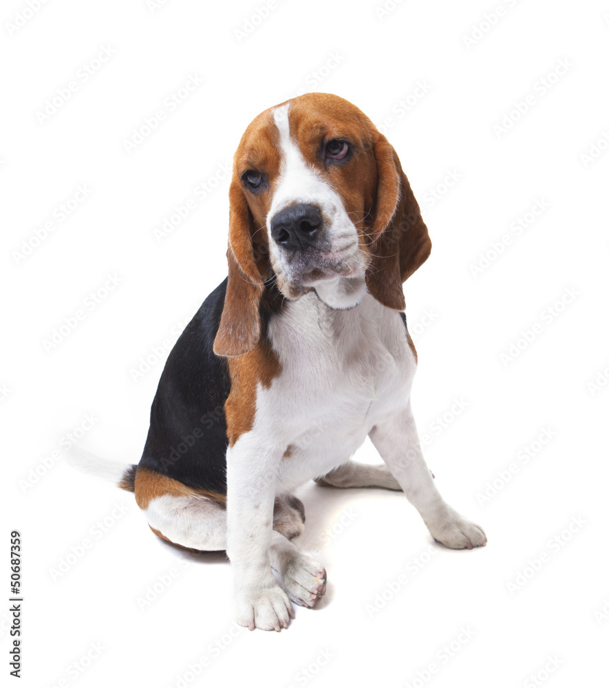 face of beagle dog on white background