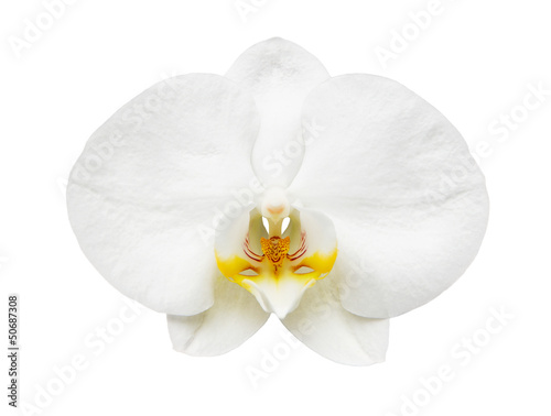 Close up of orchid isolated on white background