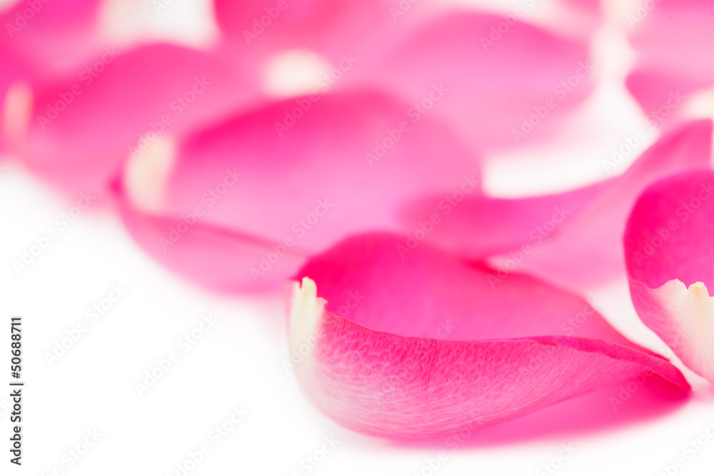 Pink rose petals isolated on the white