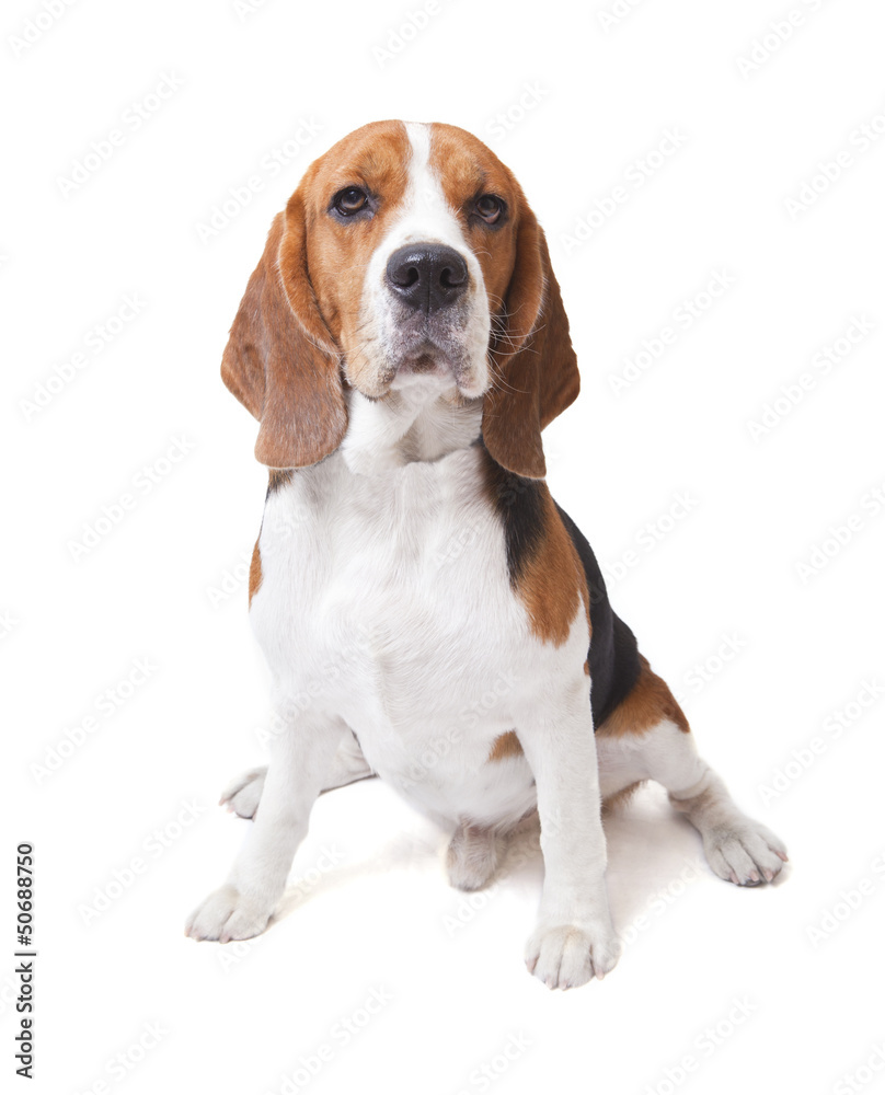 face of beagle dog