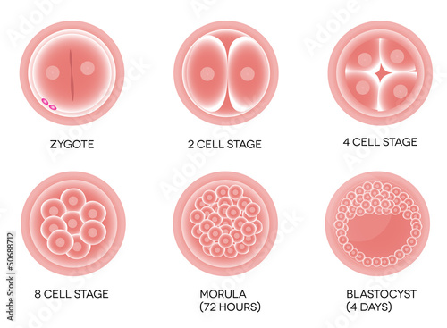 Fertilized egg development. photo