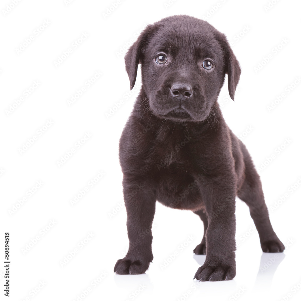 alert black labrador retriever standing