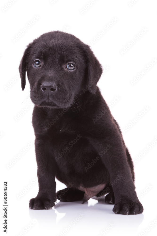 sad little labrador retriever puppy dog sad little labrador retriever puppy dog