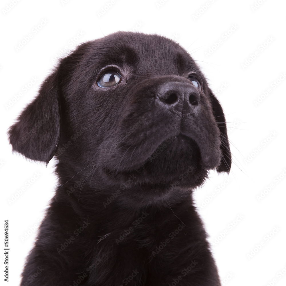 labrador retriever puppy dog looking up