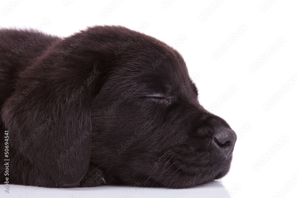 labrador retriever puppy dog's head sleeping labrador retriever puppy dog's head sleeping