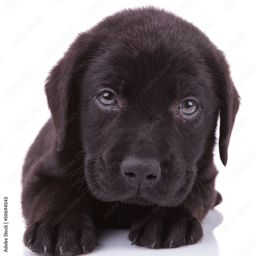 black labrador retriever puppy dog looking into the camera black labrador retriever puppy dog looking into the camera