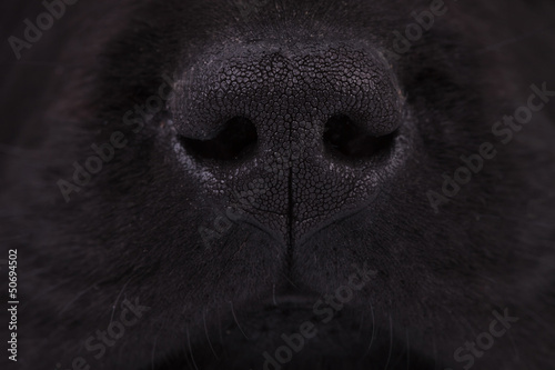 Fototapeta Naklejka Na Ścianę i Meble -  nose of a black labrador retriever puppy dog