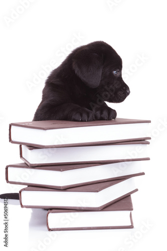 Fototapeta Naklejka Na Ścianę i Meble -  labrador retriever standing with its paws on a pile of books