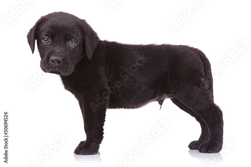 Fototapeta Naklejka Na Ścianę i Meble -  cute black labrador puppy dog looking at the camera