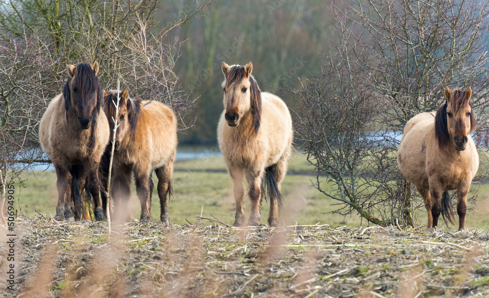 Konik horses in nature in winter