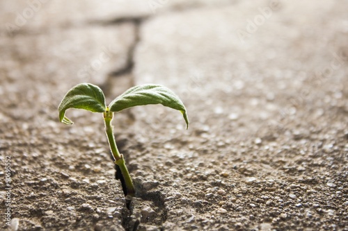 weed growing through crack in pavement