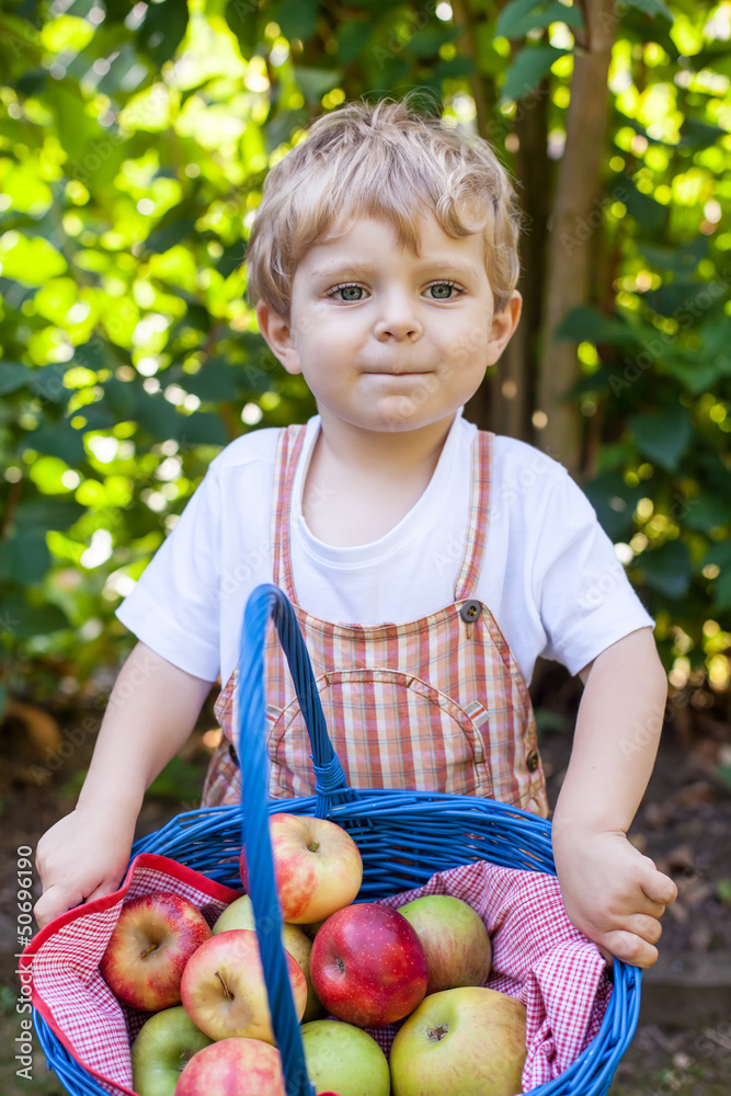 Fototapeta premium Little toddler boy holding big basket with fresh apples