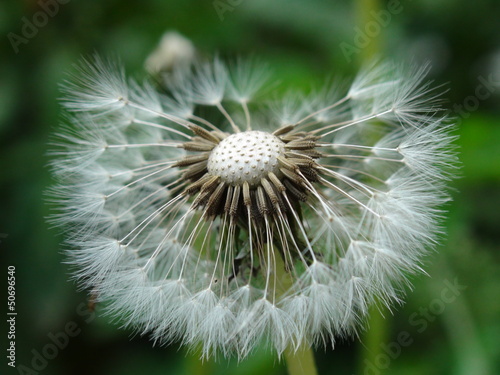 Dandelion flower