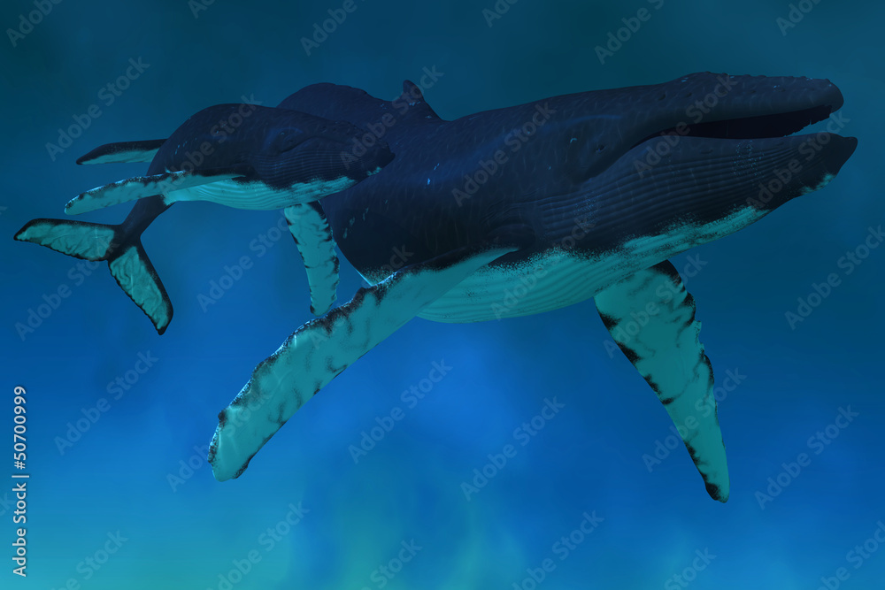 Fototapeta premium Humpback Whale Ocean