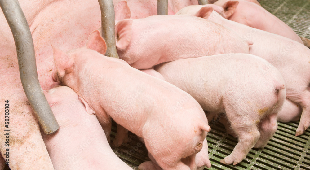 pig pig