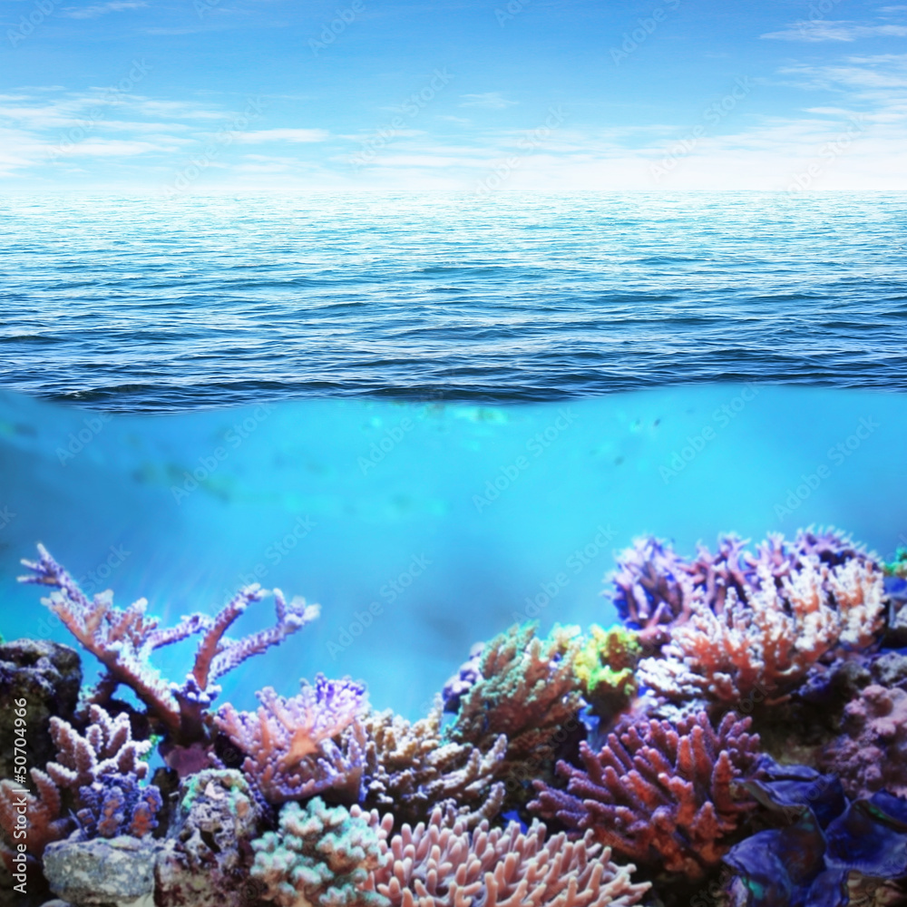 Obraz premium Sea underwater view