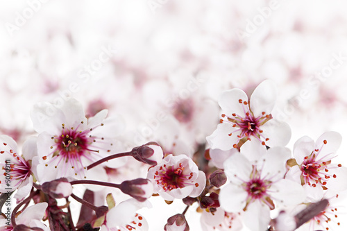 Cherry blossoms