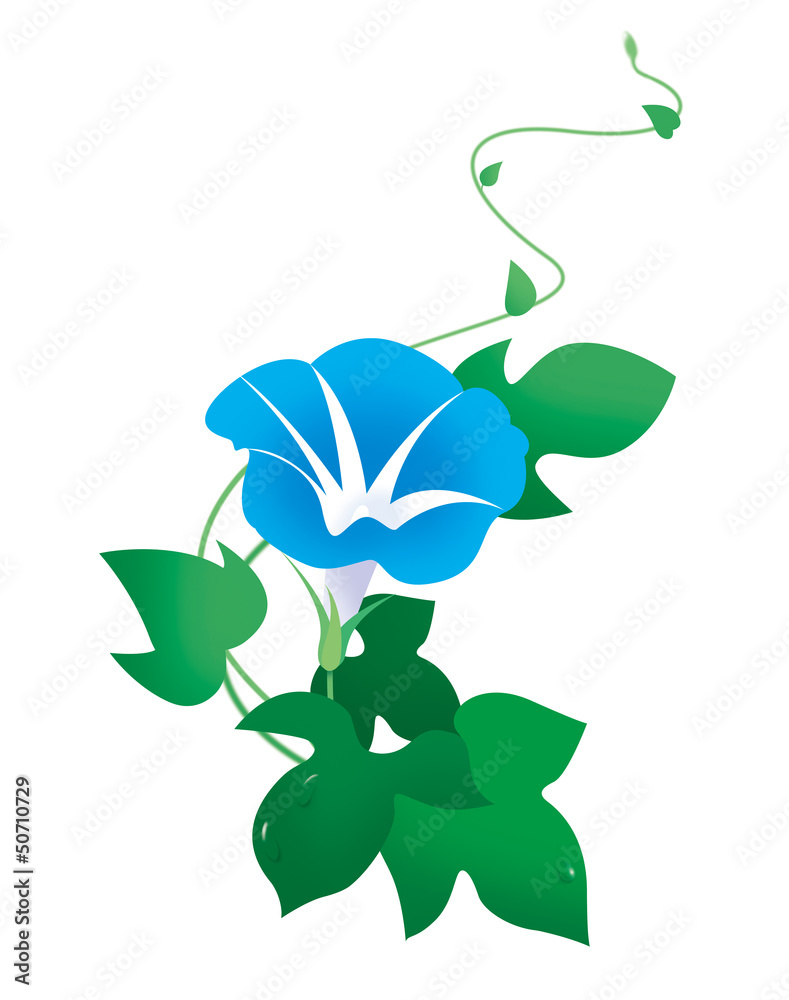 朝顔一輪 Stock イラスト Adobe Stock 朝顔一輪 Stock イラスト Adobe Stock