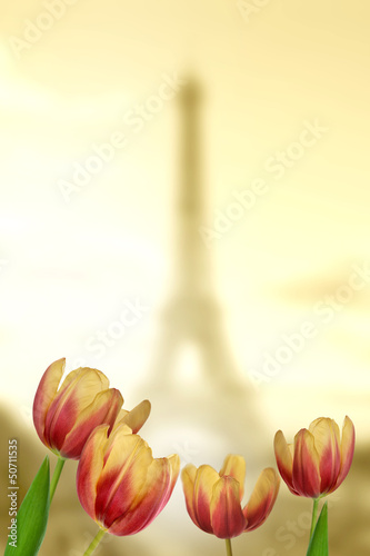 tulipany-w-paryzu