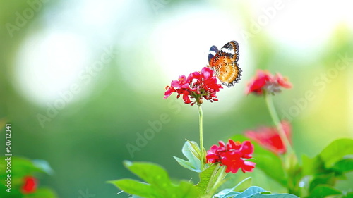 Butterfly and Red Flower