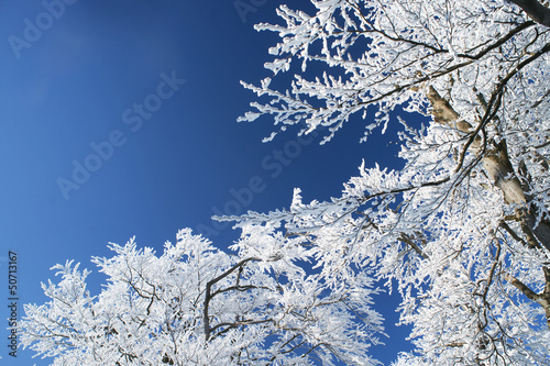 Snowy brunches closeup in front of the blue sky