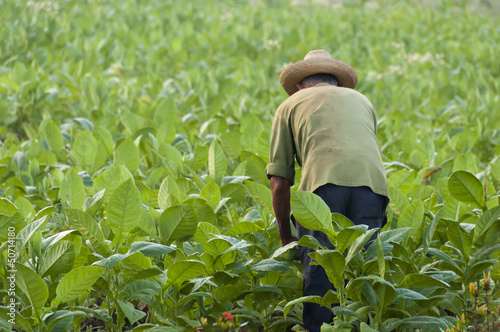 Cuban farmer on the tobacco field