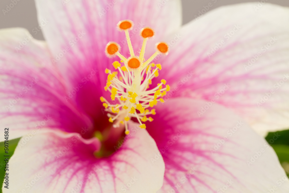Macro shot of a beautiful pink and white hibiscus flower Macro shot of a beautiful pink and white hibiscus flower