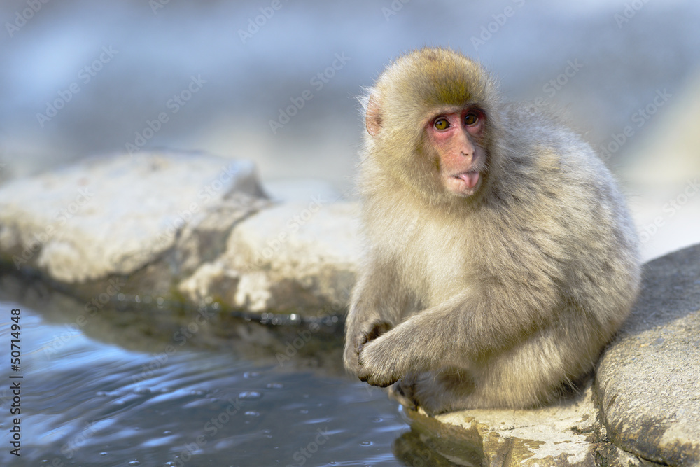 Naklejka premium Japanese macaque Sticking Out Tongue