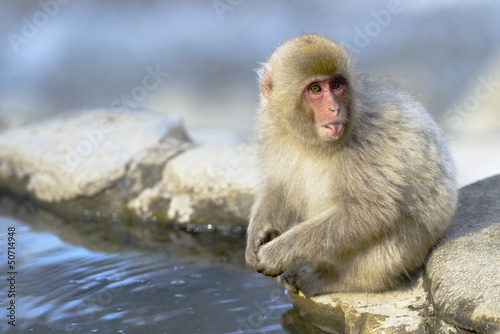 Japanese macaque Sticking Out Tongue © kojihirano