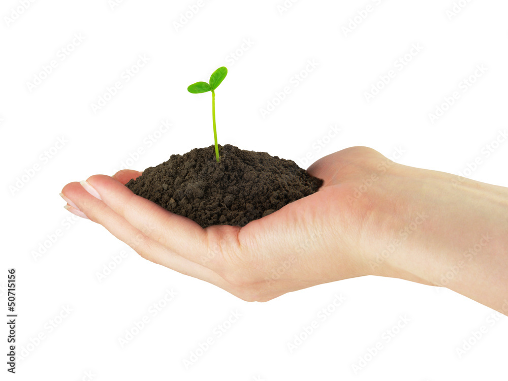 Seedling plant in the hand
