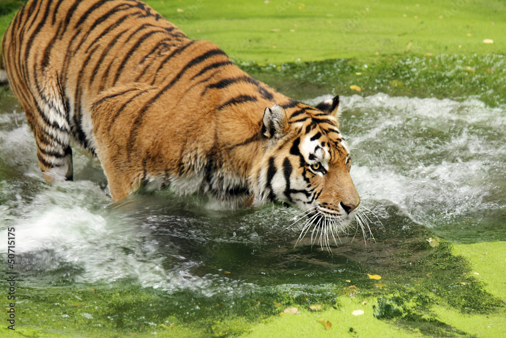 Fototapeta premium Bengal tiger in water