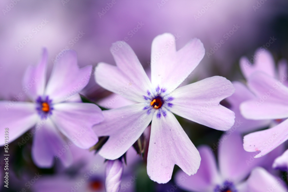 Fototapeta premium Flower Aubrieta
