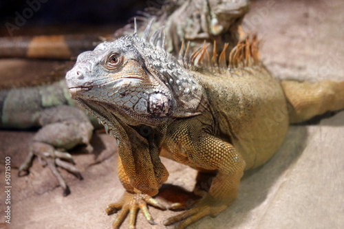 Big iguana lizard © katechris