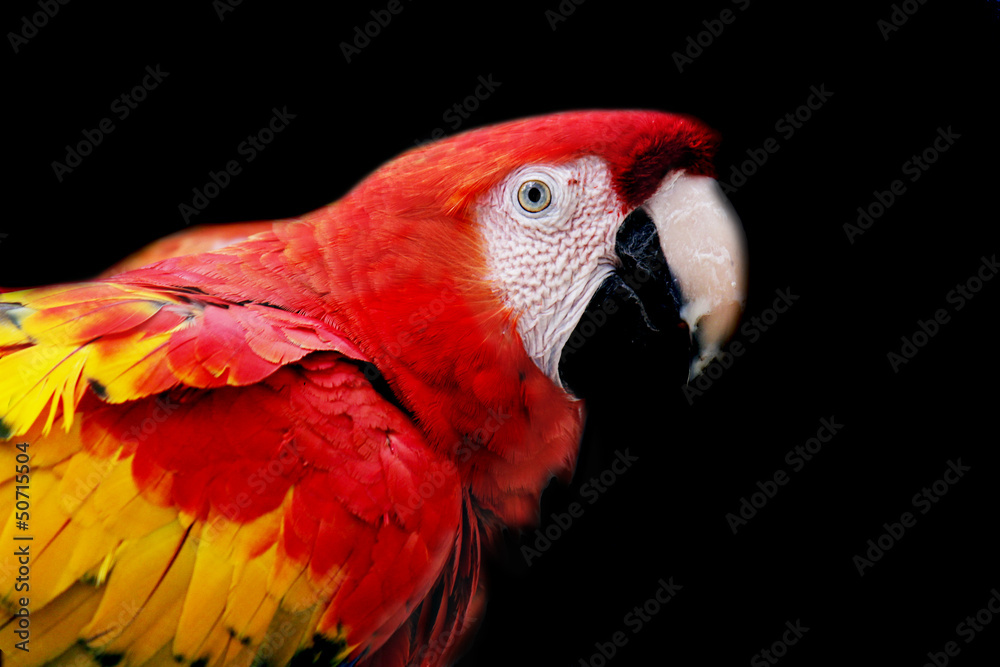 Fototapeta premium parrot