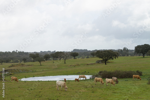 Cows grazing on a farm