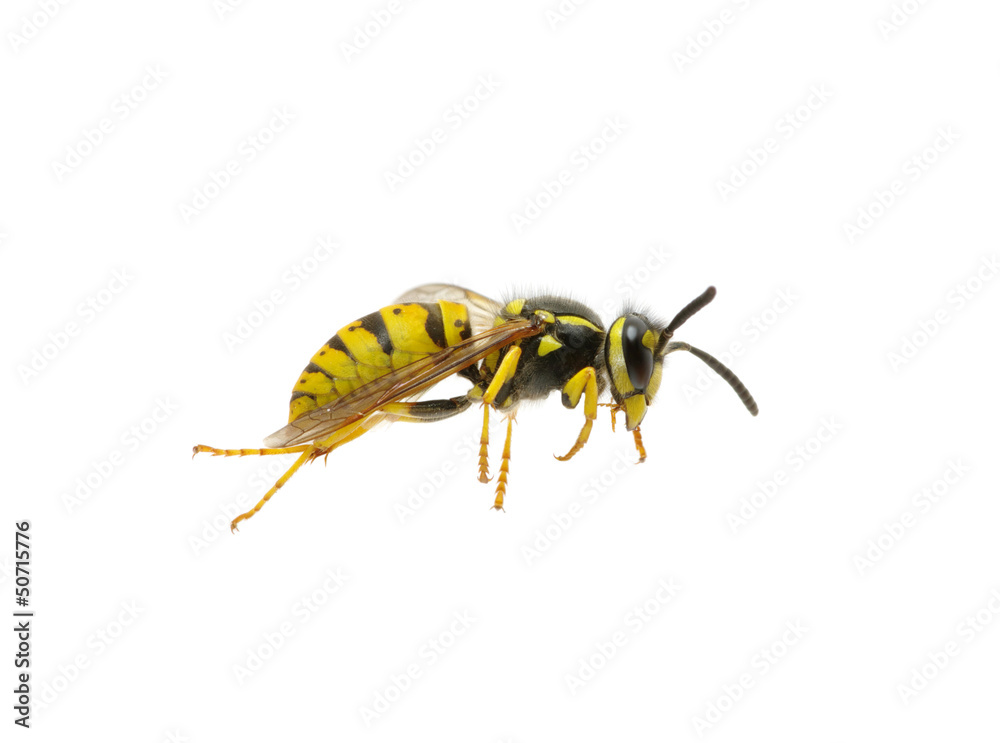wasp