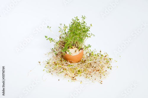 Fresh Alfalfa Sprouts and Spring Easter Egg photo