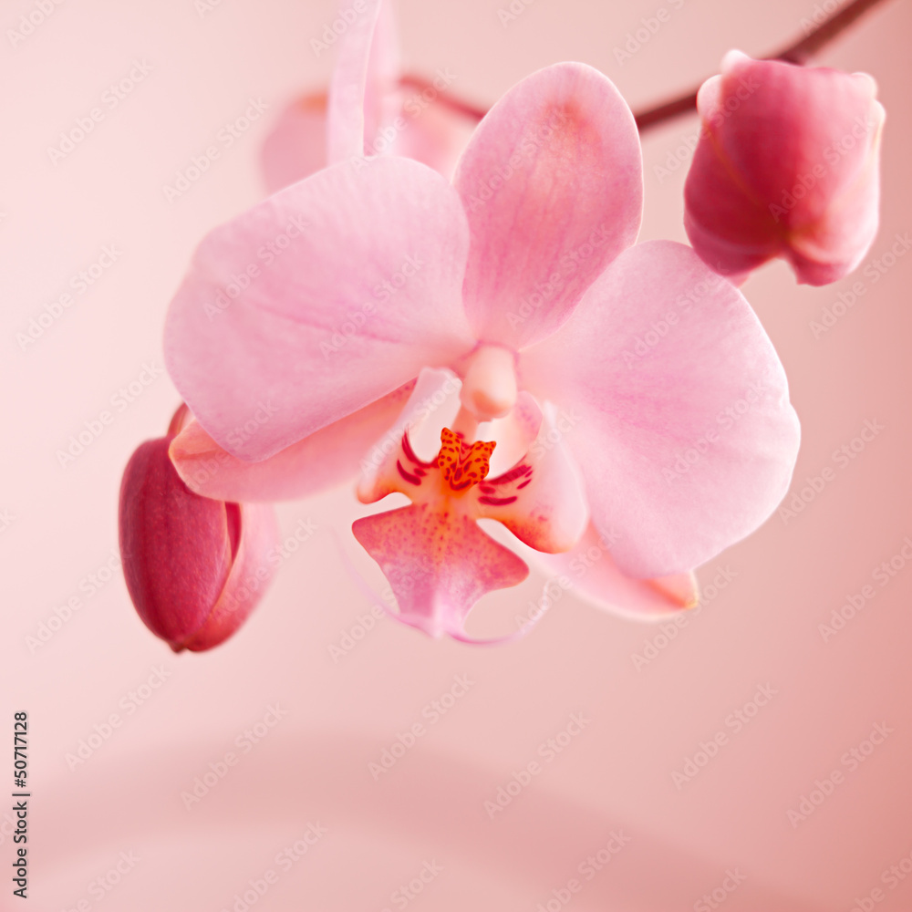 Naklejka premium spring orchid pink flower
