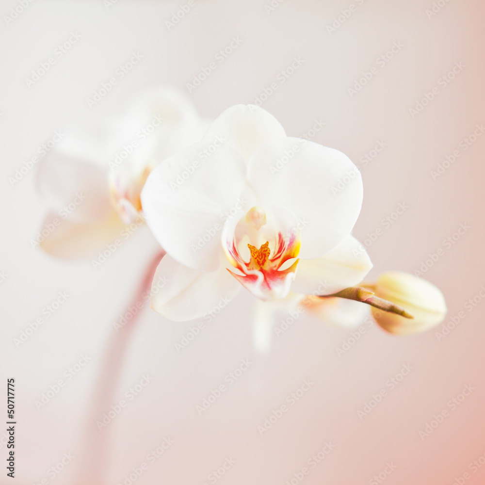 white orchid - obrazy, fototapety, plakaty 