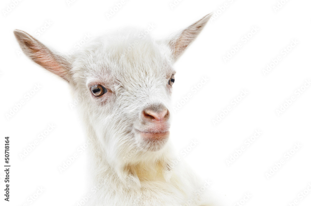 White baby goat head on a white background White baby goat head on a white background