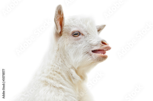 White baby goat head on a white background