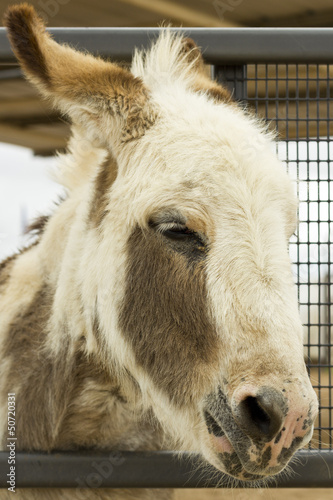 Serious Donkey © EuToch