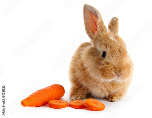 Fluffy foxy rabbit with carrot isolated on white
