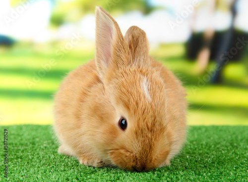 Fluffy foxy rabbit on grass in park © Africa Studio