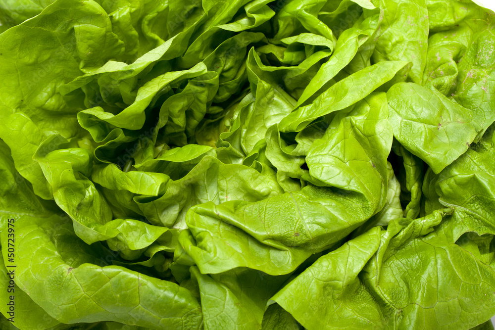 Fresh green Lettuce salad isolated on white background Fresh green Lettuce salad isolated on white background