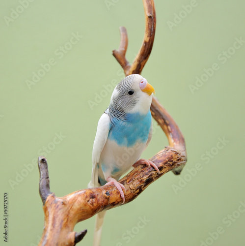 budgie